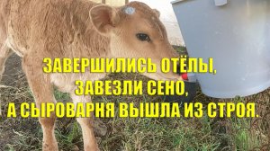 завершились отёлы, завезли сено, а сыроварня вышла из строя