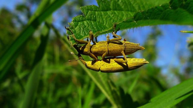 Господня земля смотреть онлайн
