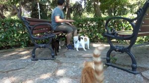 Cats waiting for me every day. For, food and love. Chicken liver feast.