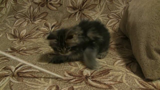 Мaggie Oka Coon смотреть онлайн