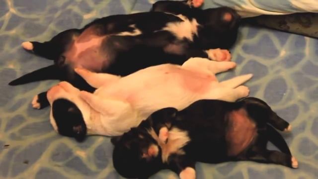 Спящие щенки дергают ножку под музыку