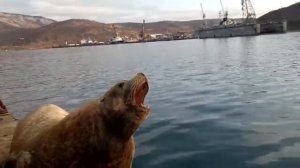 Морской лев сивуч