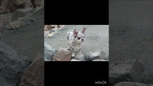 Выпускники/и собаки чихуахуа в окрасе мерль ,профессиональный Питомник чихуахуа Кастропуло Крым