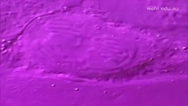 Молекулярная визуализация ДНК. Упаковка. Репликация. смотреть онлайн