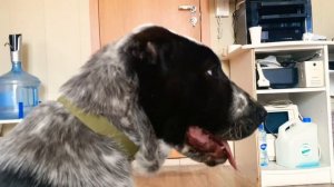 Как выбрать щенка среднеазиатской овчарки (Алабая)