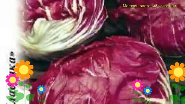 Салат цикорный Пала росса. Краткий обзор, описание характеристик, где купить семена смотреть онлайн