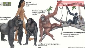 900-летние люди. Долгожители планеты. Тайны и Факты. Сколько прожил Адам на деле? Мафусаилов век