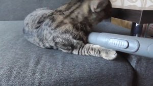 Кот против пылесоса / Cat VS vacuum cleaner