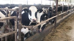 Эффективное кормление КРС с помощью обычного сена, измельченного на измельчителе.mp4