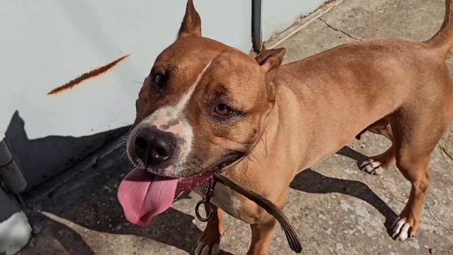 6 МЕСЯЦЕВ НЕ ВИДЕЛА ХОЗЯИНА 🙈 смотреть онлайн