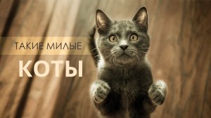 Милые и удивительные кошки заставляют вас улыбаться!