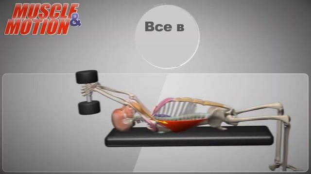Приложение Muscle and Motion Силовой тренинг на русском языке