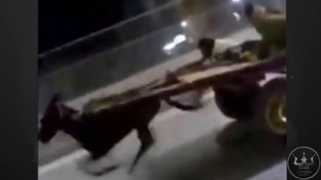 Осел летит