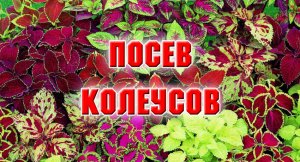 Посев Колеусов. 28.12.2021 г.