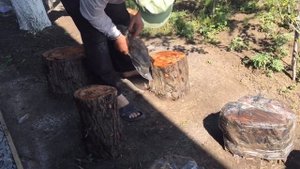ВЫРАЩИВАНИЕ ГРИБОВ НА ПНЯХ. Часть 2. Распаковка пней.