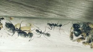 Кампонотус париус (Camponotus parius) Экзотический вид муравьев. Муравьи дома. Муравьиная ферма.