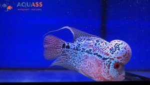 ?Aquass - Цихлазома Фловер Хорн красный дракон