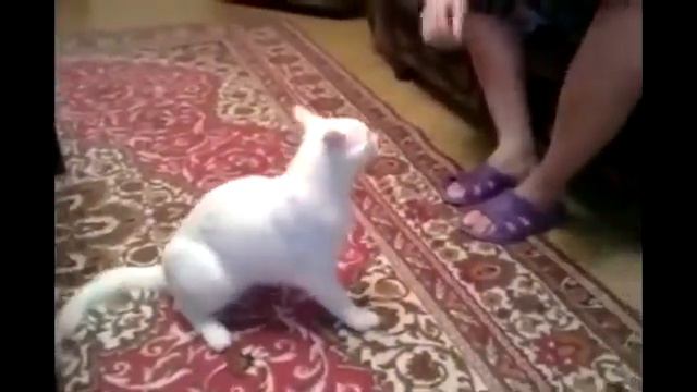 Приставучий кот