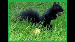 Дельмарвская черная белка из Красной книги.