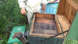 РОЙ или ТИХАЯ СМЕНА МАТКИ ???