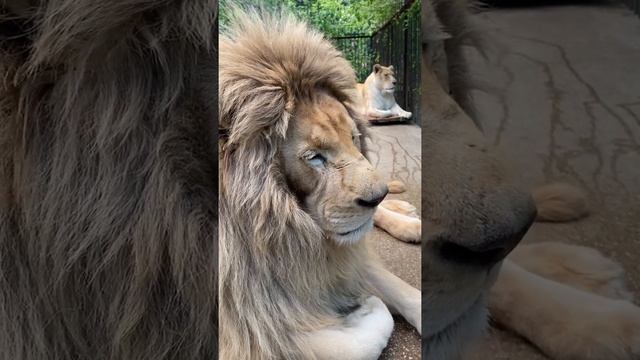 Вы слыхали, как поют львы? ЗоопарК «СКАЗКА»! смотреть онлайн