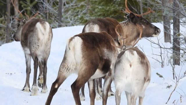 Vi testar Nikon P950 med 83 x zoom [English subs] смотреть онлайн