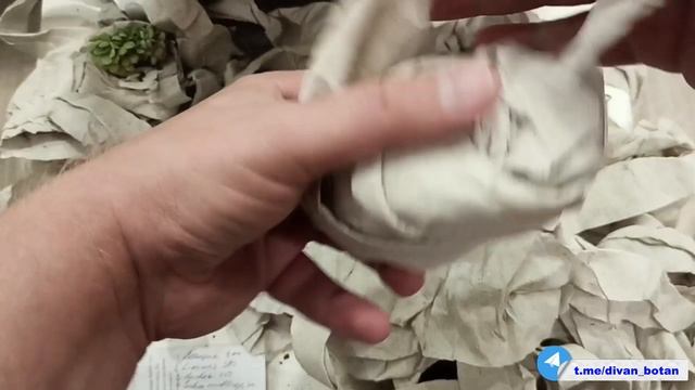 распаковка кристатных суккулентов от Елена Суккуленты