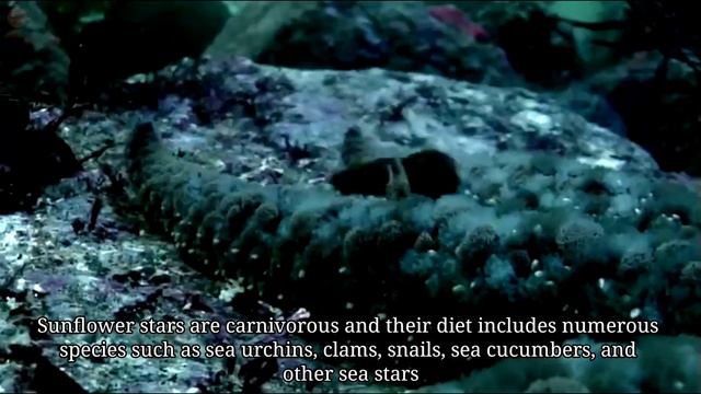 Sunflower Sea Star - Fascinating Facts About Starfish