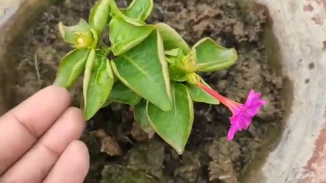 How to grow mirabilis jalapa (cutting result) смотреть онлайн