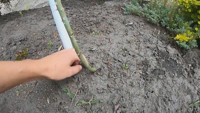 Формировка штамбовой розы