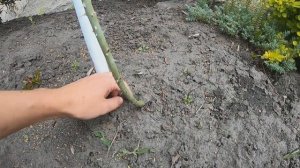 Формировка штамбовой розы