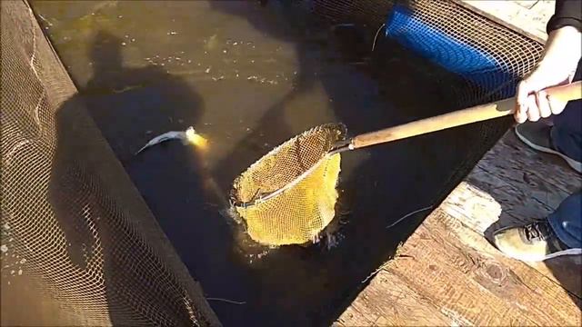 Зарыбление осетром нижнего водоёма 100 кг. Клёвое место, Лосиный остров. смотреть онлайн