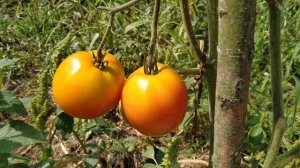 Томат СОКРОВИЩЕ ИНКОВ F1? от фирмы Партнер.