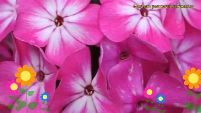 Флокс метельчатый Анастасия. Краткий обзор, описание характеристик phlox paniculata Anastasia смотреть онлайн