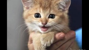 Как мяукает котенок. Звук котенка. Котята мяукают. Кошка зовет котят. Cat sound. Animal sounds