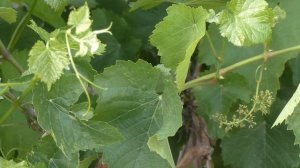 Уход за виноградом в июле