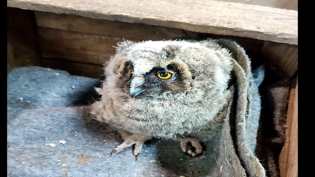 Первое кормление птенца маленькой совы. Что делать если нашли слёток совы? смотреть онлайн