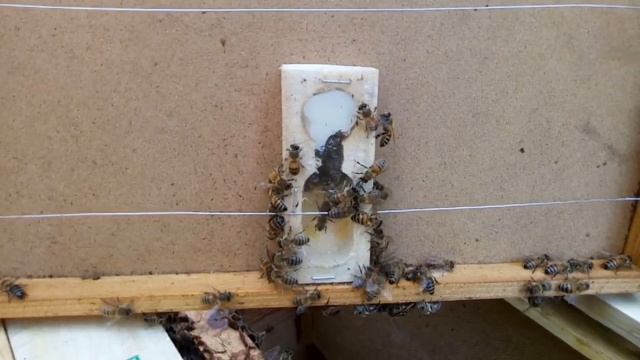 Подсаживаем матку. Пчеловодство для начинающих. Удивительный мир пчёл. смотреть онлайн