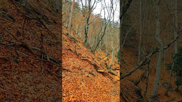 Последние деньки осени.