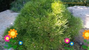 Сосна густоцветная Лоу Глоу. Краткий обзор, описание характеристик pinus densiflora Low Glow