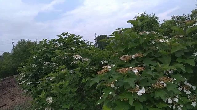 Калина красная смотреть онлайн