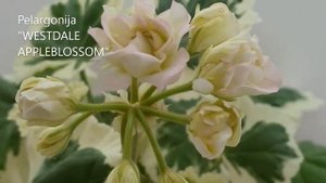 Pelargonija WESTDALE APPLEBLOSSOM
