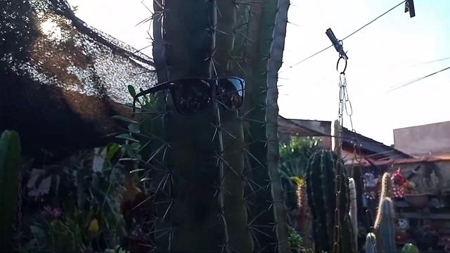 Cacto cabeça de velho com bracinhos: Cephalocereus Senilis! смотреть онлайн