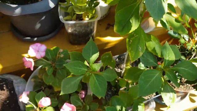 Дом в цветах// комнатные растения// обзор цветочков. смотреть онлайн