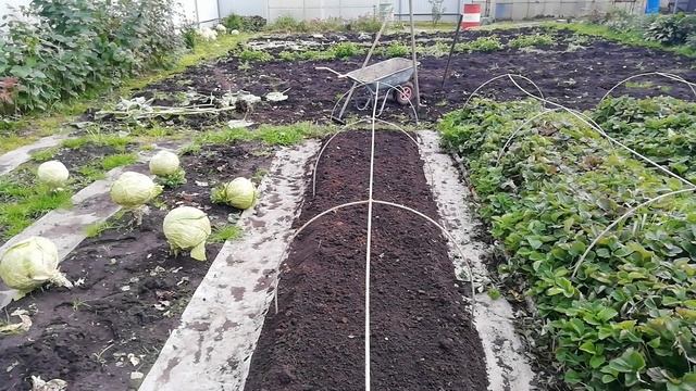 Как я осенью обрабатываю клубнику. смотреть онлайн
