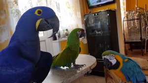 Когда у тебя дома живёт 1 попугай Ара - это весело,а когда у тебя живут 4попугая Ары - это праздник