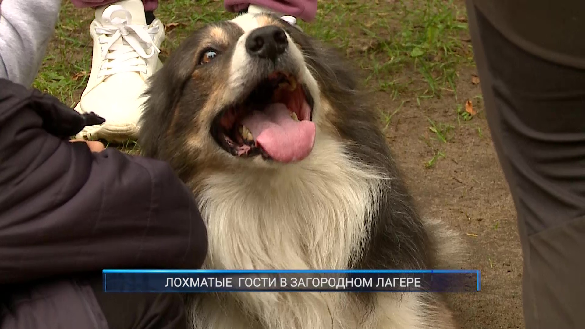 (Рыбинск-40) ЛОХМАТЫЕ ГОСТИ В ЗАГОРОДНОМ ЛАГЕРЕ