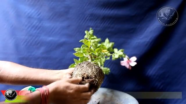 HIBISCUS BONSAI Step-1, Grow in Just Three years from Cuttings, Be the Creator, Nov.18 смотреть онлайн