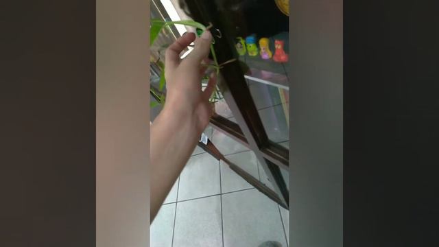 Planta Jiboia na Estante de Livros | Ben Oliveira смотреть онлайн