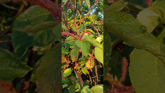 Acalypa, la planta de los " gusanitos"